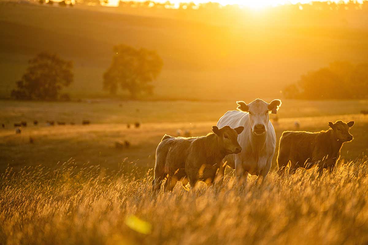 August 9, 2025 - Cattlemen's Livestock Market | Galt, CA